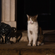 Illustration for article titled Make the Cat Prime Minister